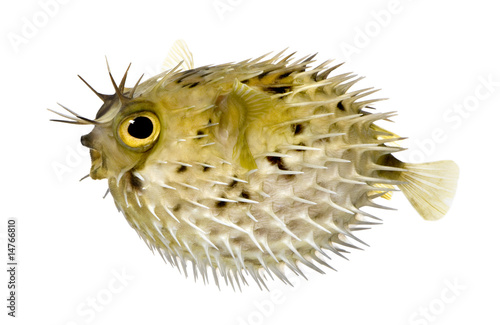 Long-spine porcupinefish also know as spiny balloonfish - Diodon
