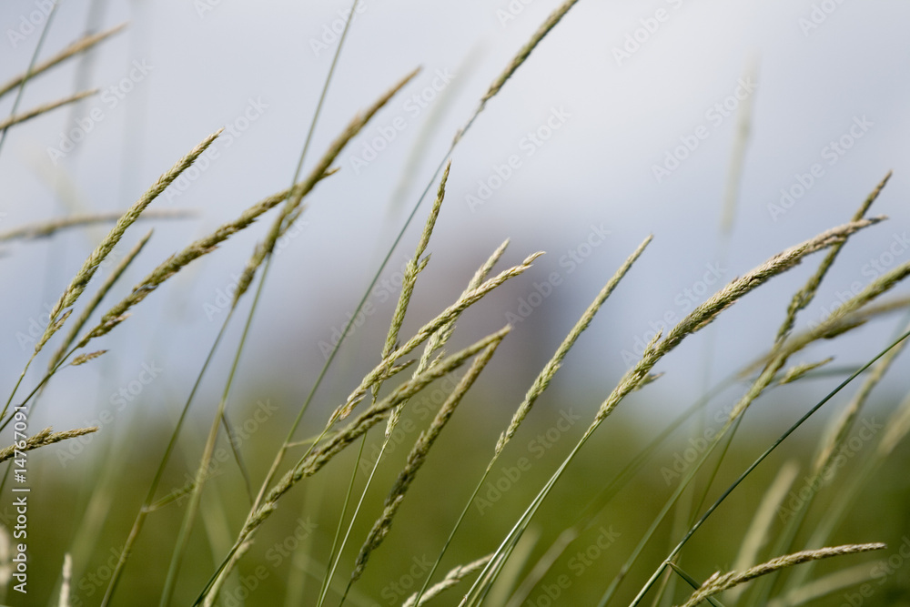 Gras im Wind Gras im Wind