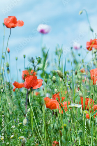Meadow of wild poppies on shiny summer day