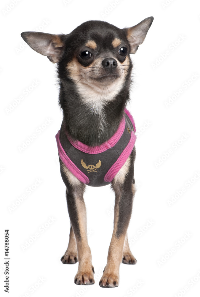 chihuahua  dressed-up