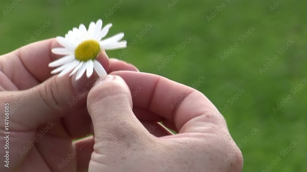 Er liebt mich, er liebt mich nicht