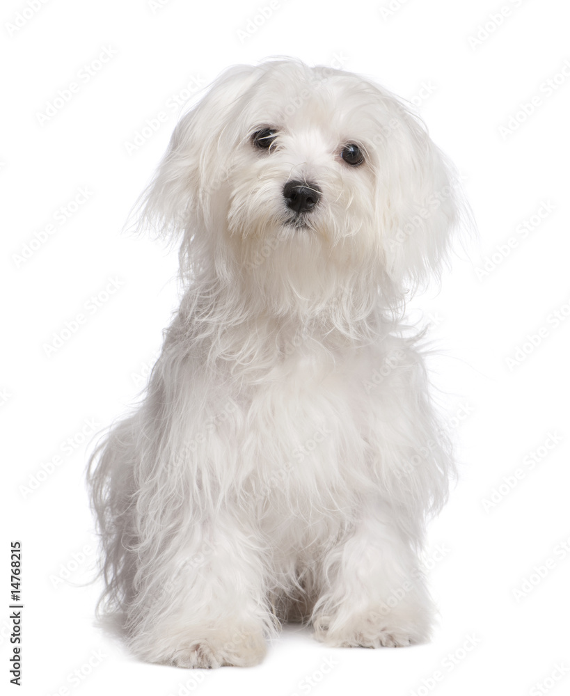 maltese dog puppy (7 months old)