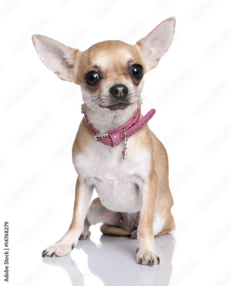 chihuahua chihuahua