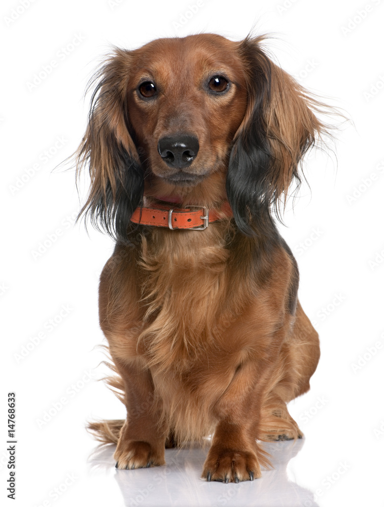 Dachshund Dachshund
