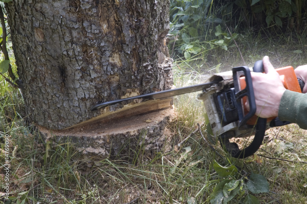 Fototapeta premium praca