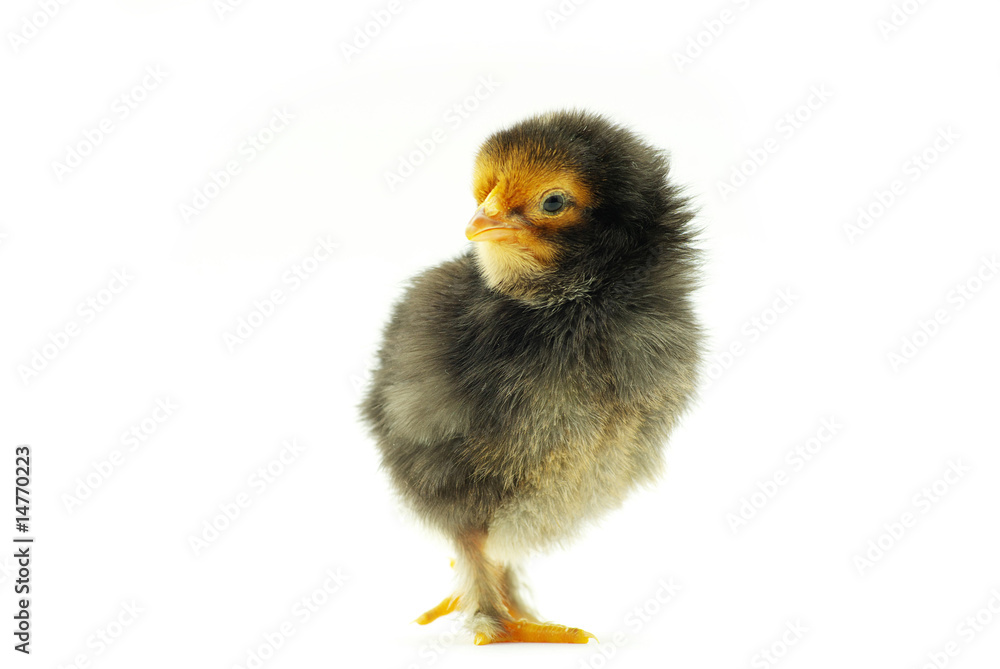 Fototapeta premium little baby chicken