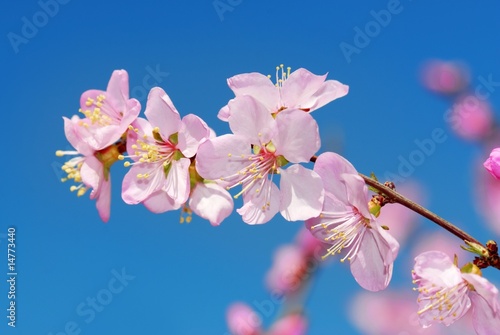 Pink Flowers Blossom Against Blue Sky