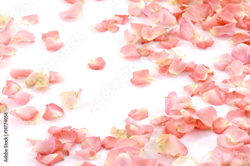 Fototapeta Naklejka Na Ścianę i Meble -  Petals of roses on white