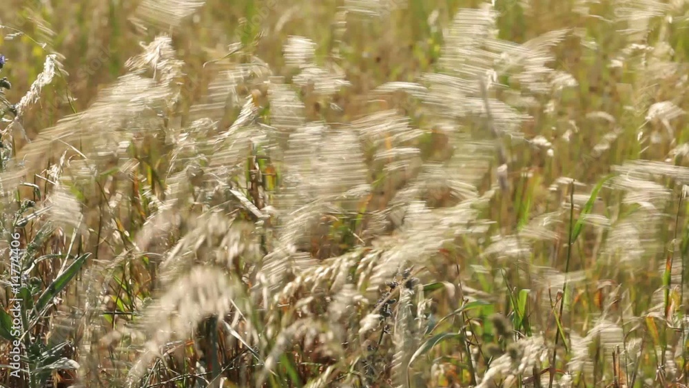 Straws in the field shaken by the wind Straws in the field shaken by the wind