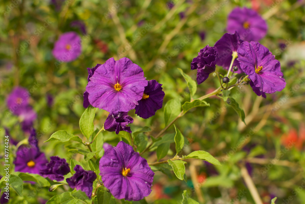 Small Purple Flowers