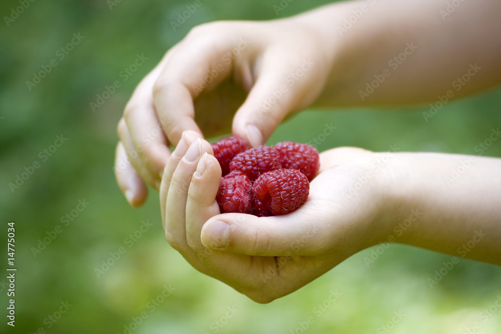 Child's hand full of red raspberries Child's hand full of red raspberries