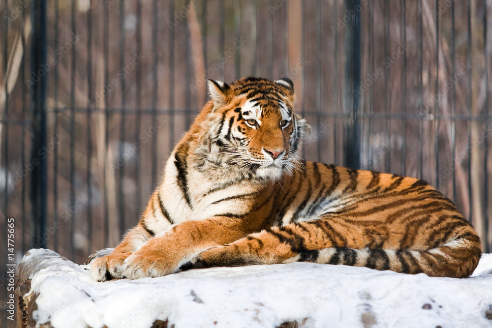 Siberian Tiger in Zoo