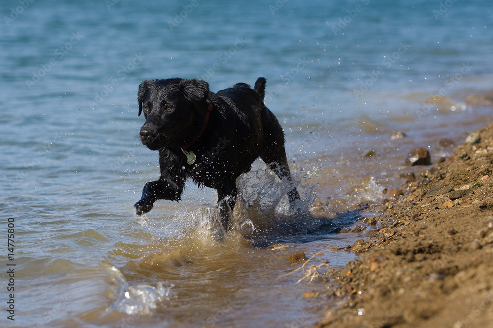 Lab in the water Lab in the water