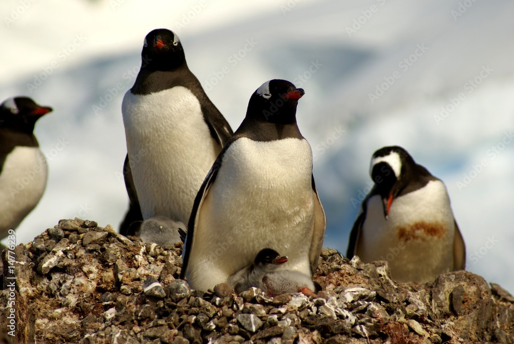 Fototapeta premium Eselspinguine, Paradise Harbour