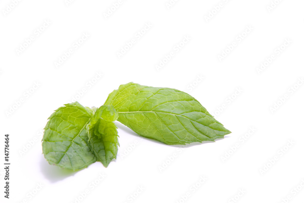 Mint leaf isolated on white background Mint leaf isolated on white background