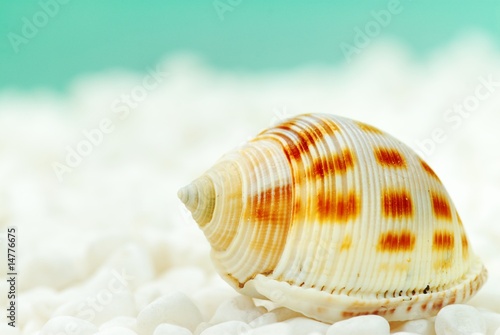 Seashell under the sea