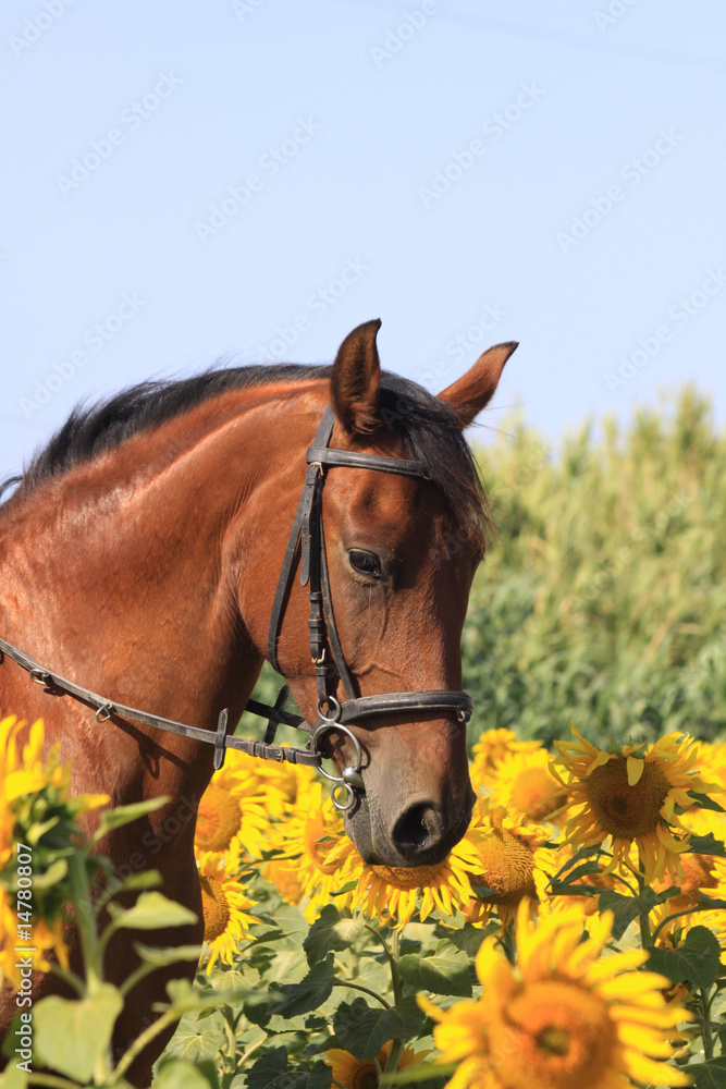 Fototapeta premium pferd in sonnenblumen