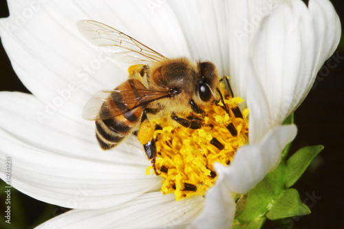 African honey bee gathering pollen on a white cosmos flower