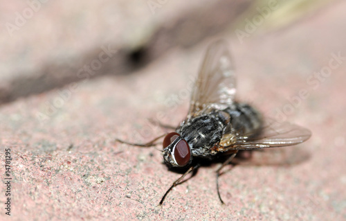 the fly © Zbyszek Nowak