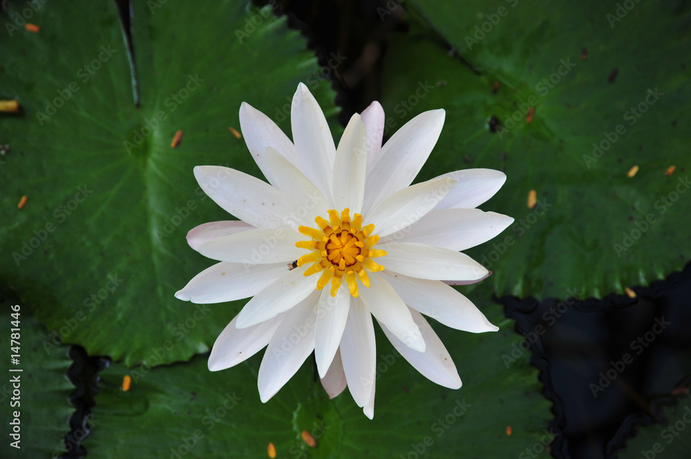 Lotus Lotus