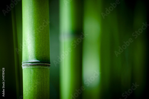 Obrazy do salonu Bambusowy zen
