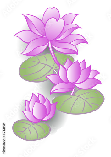 loto rosa