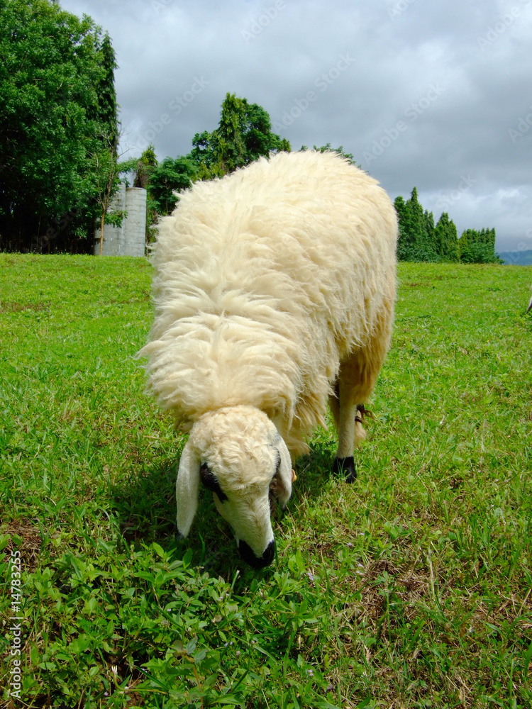 Naklejka premium Sheep