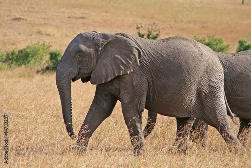 Afrikanische Elefanten  Kenia  Masai Mara