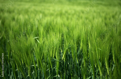 field of green wheat grass