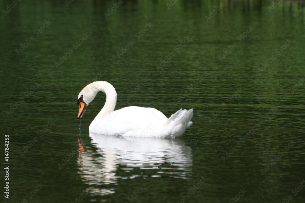 Schwan Schwan