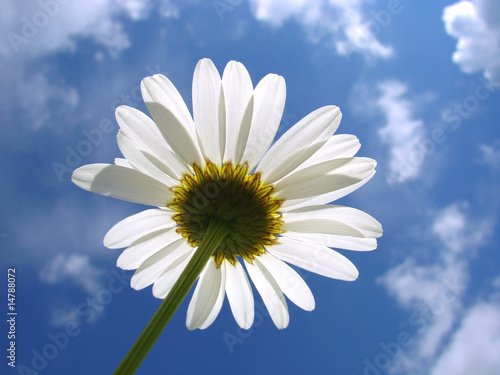 white daisy against cloudy sky