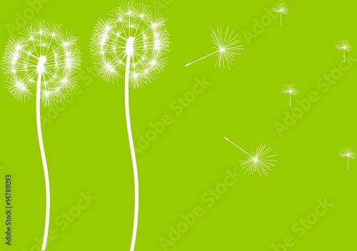 Two dandelions with flying seeds