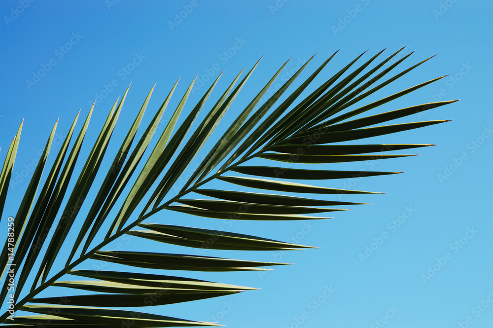 Obraz premium palm leaf