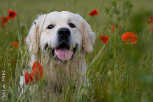Golden Retriever im Mohnfeld