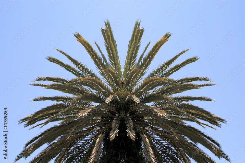 Obraz premium Palm tree canopy