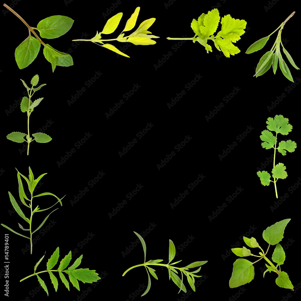 Fototapeta premium Herb Leaf Border
