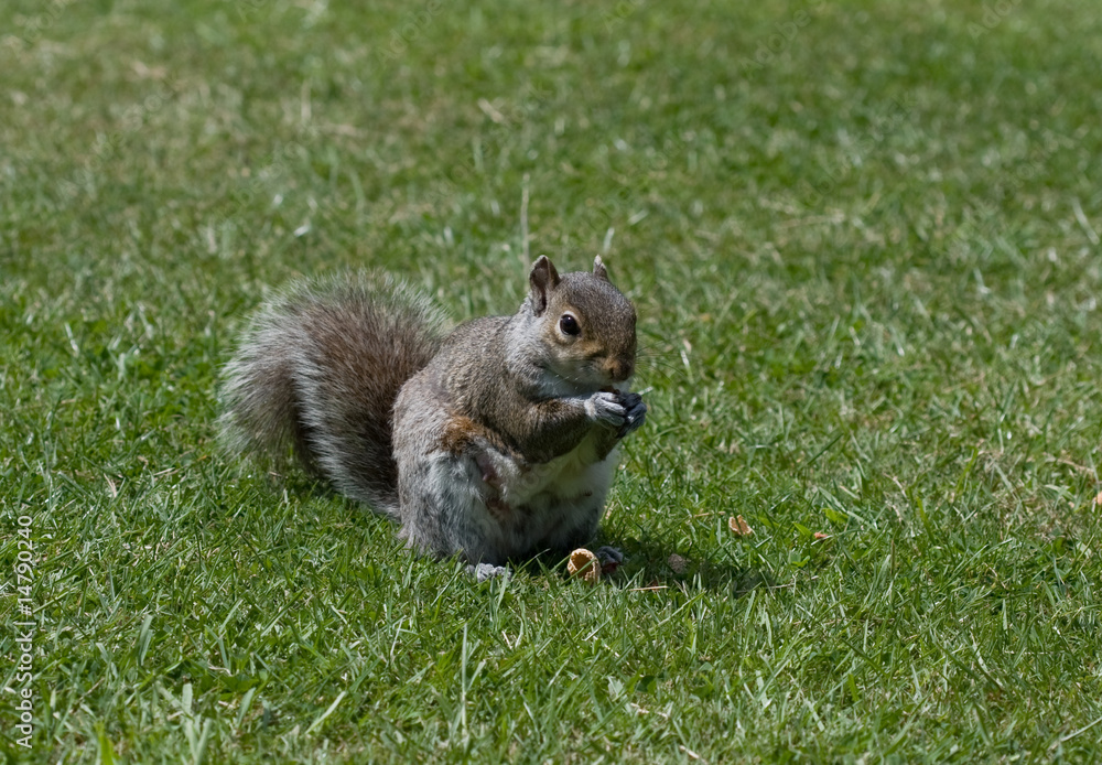 Obraz premium Eichhörnchen