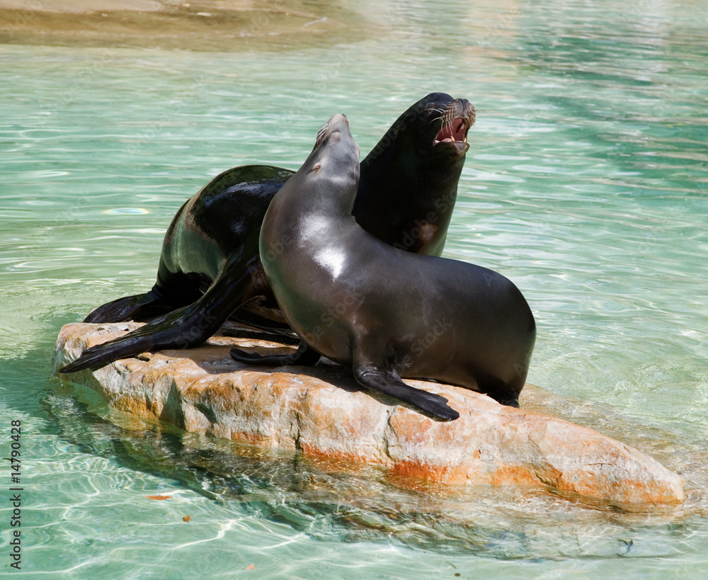 Fototapeta premium California seal