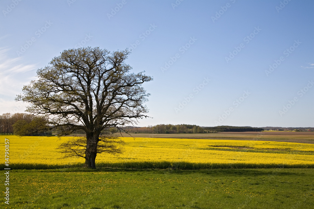 rapsfeld rapsfeld