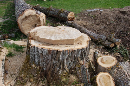 Gefällter Baum photo