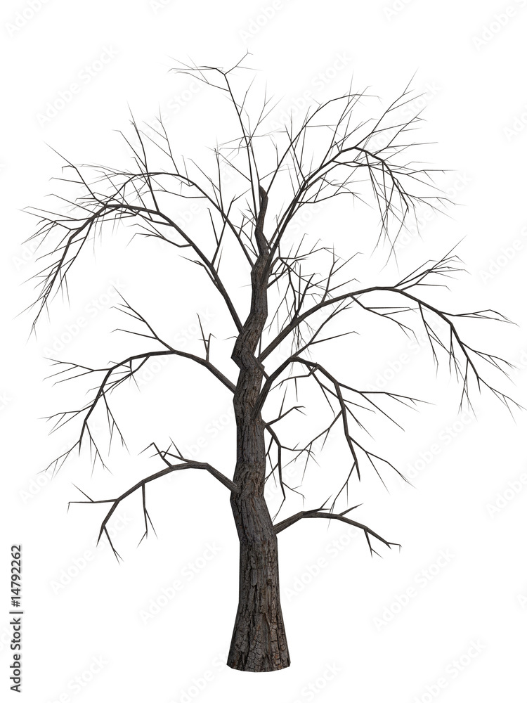 Obraz premium Dead Tree