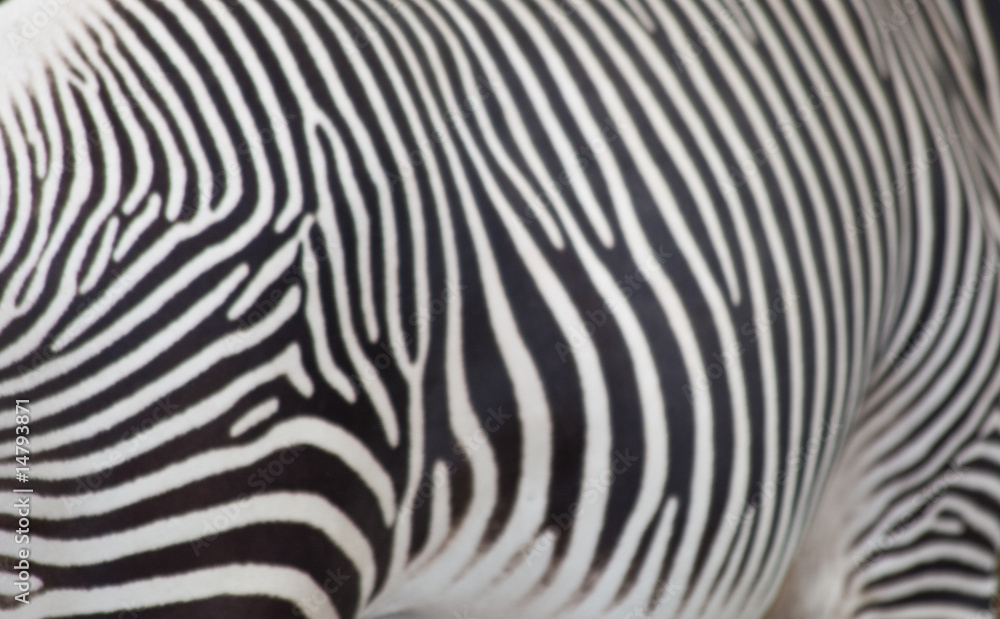Zebra Zebra