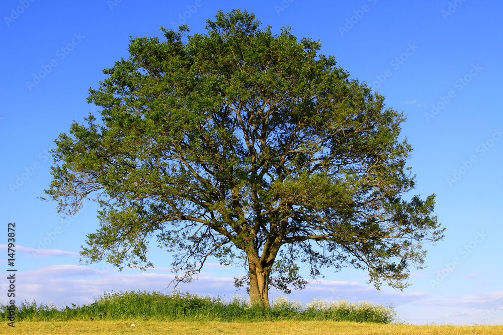 Fototapeta premium Der Baum,Hintergrund