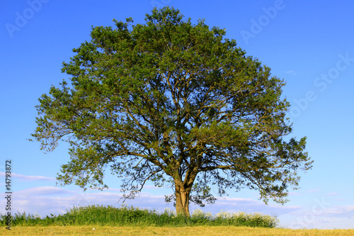Der Baum,Hintergrund