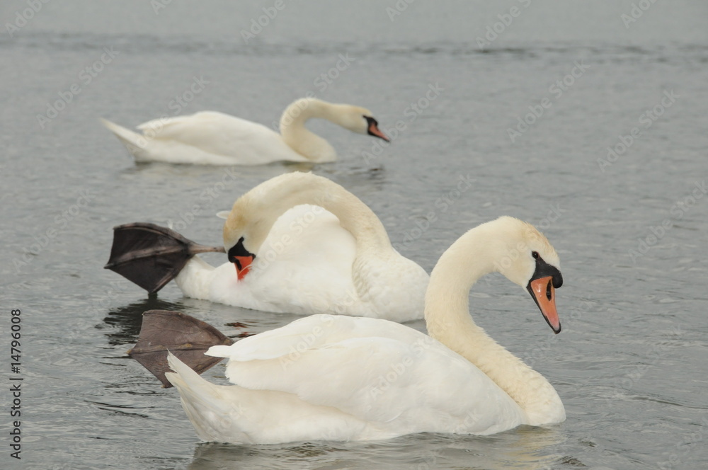 Fototapeta premium Schwan