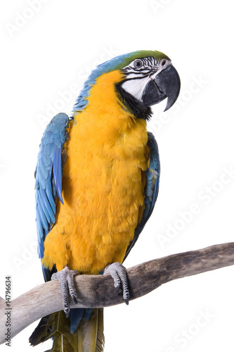 Macaw, Blue and Gold, isolated on white