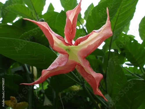 datura