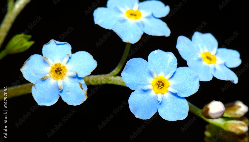 Obraz premium forget-me-not (Myosotis)