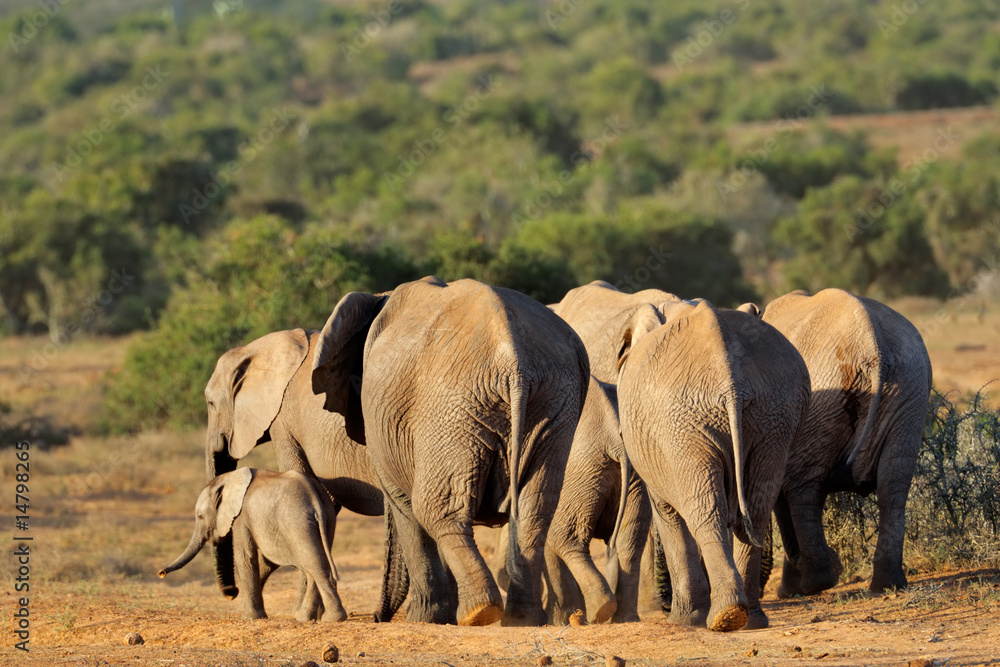 Fototapeta premium Herd of African elephants (Loxodonta africana), South Africa