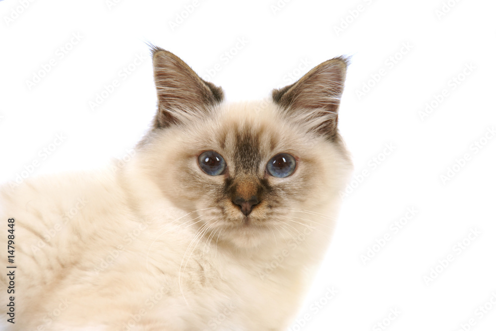 les yeux bleus d'un chat Sacré de Birmanie